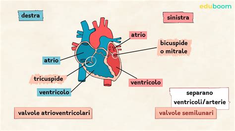 Metafora del cuore dilatato dall'amore divino