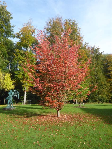 Thematic photo of a Parrotia persica tree in a garden setting
