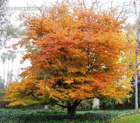 Infographic or photo illustrating the autumn foliage colors of Parrotia persica