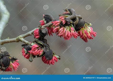 Close-up photo of Parrotia persica flowers