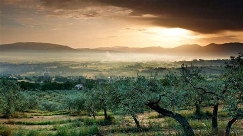 vista aerea dei vigneti dell'Abbazia di Crapolla integrati con uliveti e orti