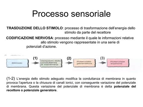 Schema dell'unità concettuale e sensoriale nell'arte di Grünewald