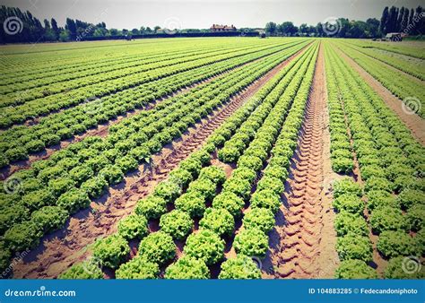 Foto di campi coltivati con tecnologie agricole sostenibili