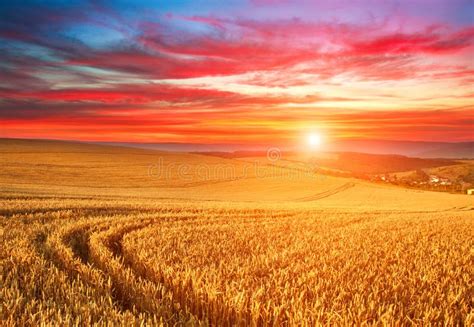 Un campo di grano maturo al tramonto, simbolo del pane e del raccolto