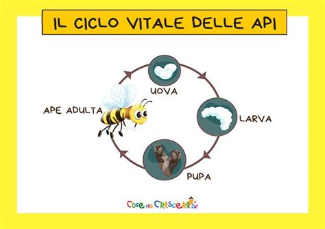Schema del ciclo vitale di Osmoderma eremita