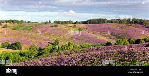 Brughiere di Haworth con distese di erica in fiore