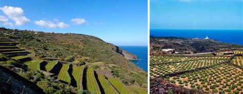 Veduta aerea dei vigneti ad alberello di Pantelleria