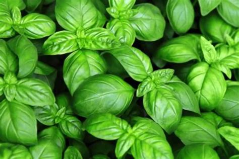 Foto ravvicinata di foglie di basilico artico di colore verde intenso