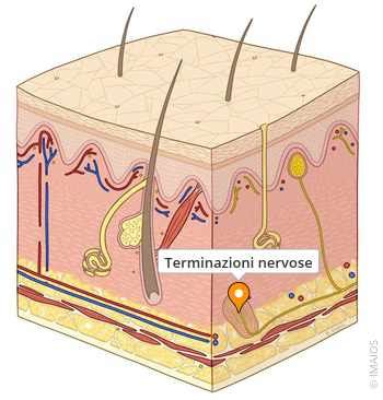 Schema anatomico dettagliato del clitoride e delle sue terminazioni nervose