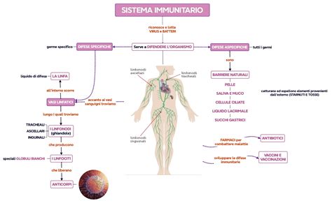 Schema del sistema immunitario che risponde a un vaccino