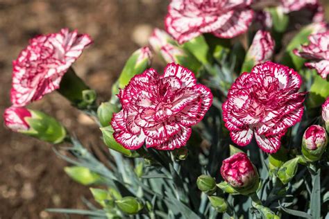 Varietà di fiori funebri come rose, gigli e garofani, con focus sui crisantemi