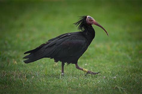 Uccello Ibis eremita in un ambiente naturale