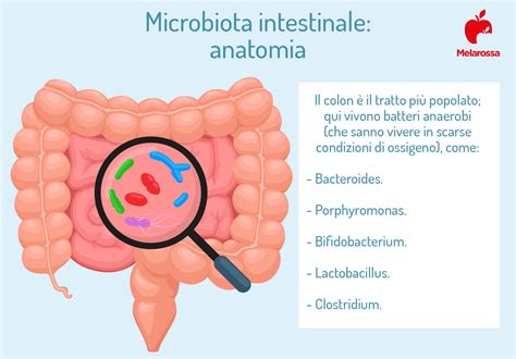 Infografica: sequenziamento genomico e profilo del microbiota intestinale
