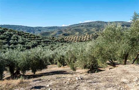 Campo di ulivi secolari in Puglia sotto il sole