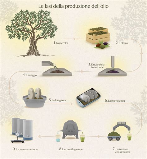 Infografica: Processo di produzione dell'olio extra vergine d'oliva dalla raccolta alla bottiglia