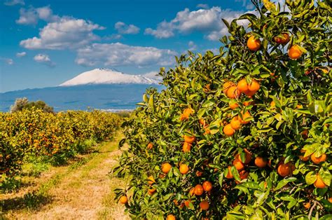 Campo di arance rosse in Sicilia con agricoltori al lavoro