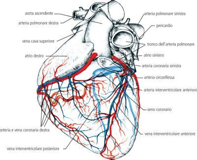 Schema anatomico del cuore con evidenziazione delle arterie coronarie e i seni di Valsalva