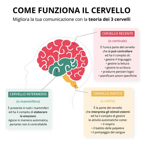 Infografica sul funzionamento del cervello umano
