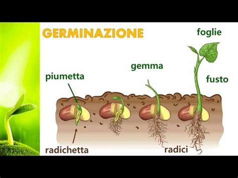 Schema delle fasi di germinazione del grano con indicazioni di luce/buio