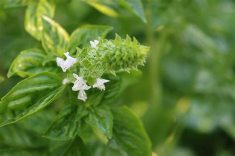 Pianta di basilico con fiori bianchi