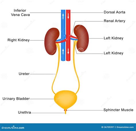 schema del sistema urinario e l'azione dell'acqua