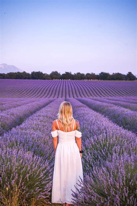 Campo di lavanda con borgo storico di Tuscania sullo sfondo