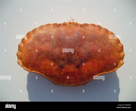Foto ravvicinata del carapace del granchio crocifisso con il disegno distintivo