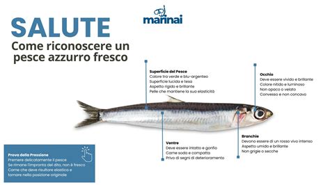 Illustrazione o foto di un pesce dal crocifisso che mostra lo scudo ossificato