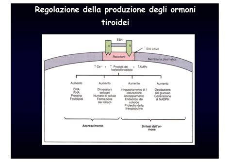 Diagramma: Sviluppo neurologico e ormoni tiroidei