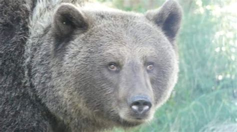 Foto di Bruno, l'orso bruno ospite dell'area faunistica di San Romedio