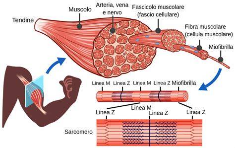 Infografica: Ciclo di infiammazione e rigenerazione nel muscolo distrofico