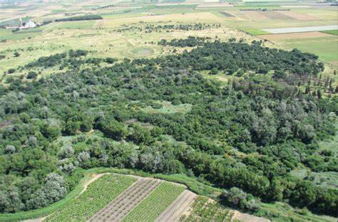 Paesaggio del Bosco Incoronata con querce secolari