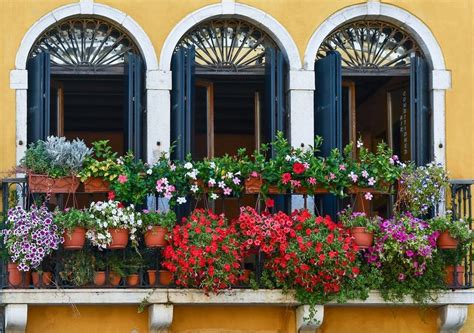 Foto di un balcone addobbato con coperte damascate e fiori per la processione
