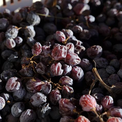 Foto di grappoli d'uva appassiti su arele