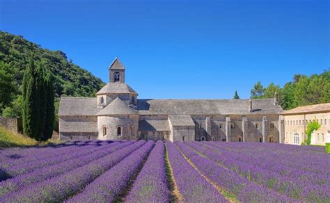 Campi di lavanda in fiore intorno a un'abbazia