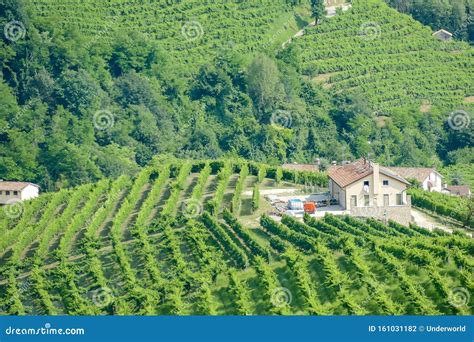 Vigneti di Moscato nella Valle Belbo