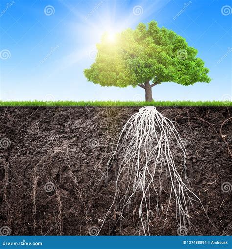 Illustrazione di un albero con radici profonde che rappresentano la chiamata, rami con frutti che sono le qualità, e qualcuno che lo innaffia, che è la risposta