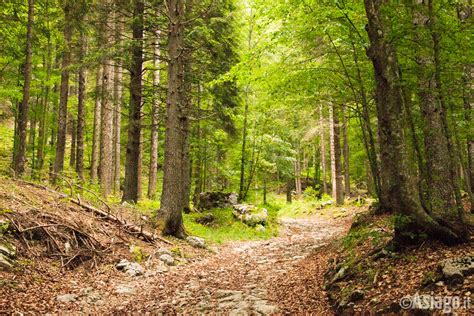 Sentiero nel bosco con segnaletica tricolore sul Monte Altare