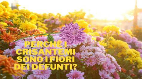 Foto di crisantemi usati per la commemorazione dei defunti