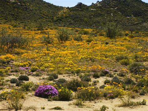Immagine artistica che rappresenta un deserto che fiorisce, ispirata alla profezia di Isaia 35