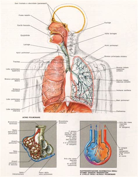 schema del sistema fonatorio umano con enfasi sulle occlusive