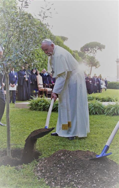 Foto dell'ulivo piantato da Papa Francesco nel Giardino del Getsemani o nei Giardini Vaticani