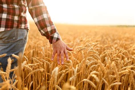 Campo coltivato con cereali o oleaginose, agricoltore che ispeziona il raccolto