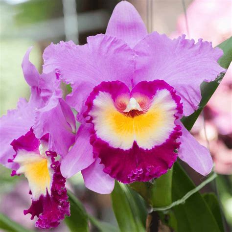 Orchidea Cattleya, la Regina delle Orchidee, con i suoi fiori vivaci