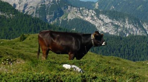 Illustrazione o foto della razza bovina Rendena in sfilata