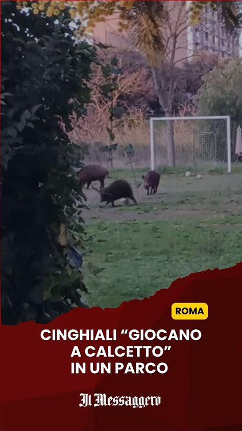 Foto di cinghiali in un contesto urbano o lungo il Letimbro a Savona