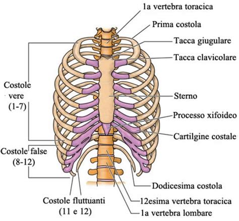 Infografica sulla struttura della gabbia toracica umana, mostrando il numero di costole