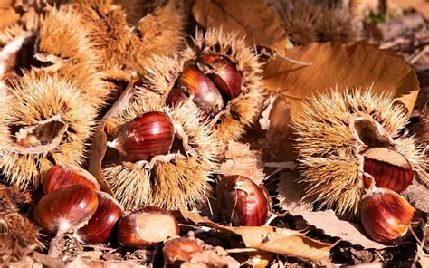 Raccolta di castagne in Valle d'Aosta