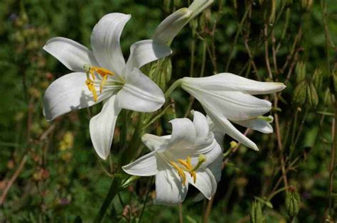 Rappresentazione dell'Arcangelo Gabriele con il giglio bianco