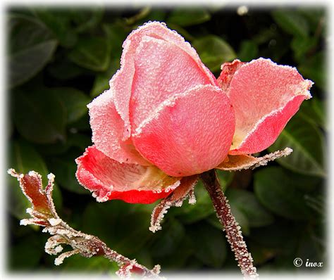 rose sbocciate in inverno